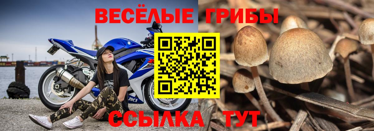 Галлюциногенные грибы GOLDEN TEACHER Тихорецк